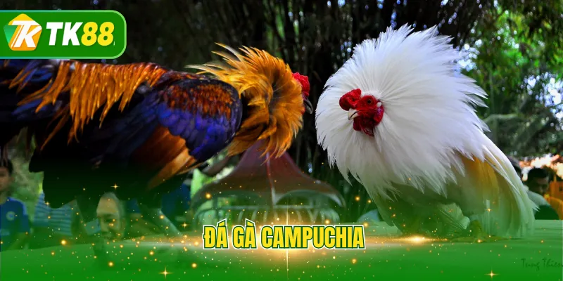 Đá gà Campuchia