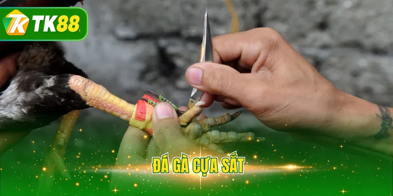 Đá gà cựa sắt