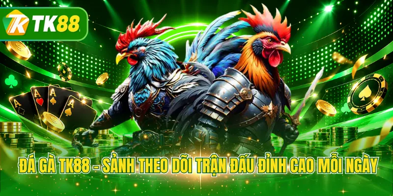 Đá gà TK88 - Sảnh theo dõi trận đấu đỉnh cao mỗi ngày