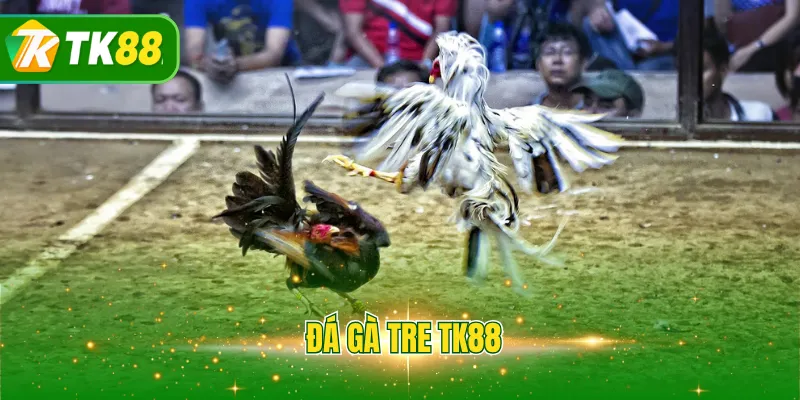 Đá gà tre TK88