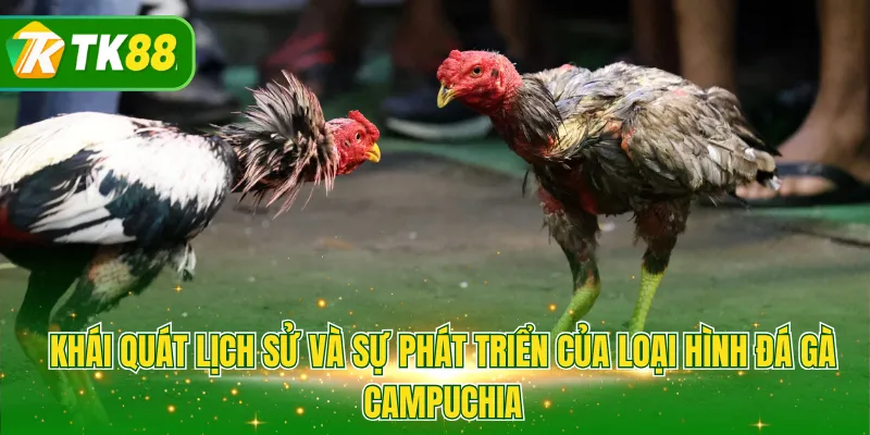 Khái quát lịch sử và sự phát triển của loại hình đá gà Campuchia