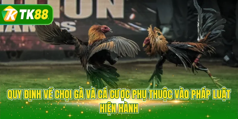 Quy định về chọi gà và cá cược phụ thuộc vào pháp luật hiện hành