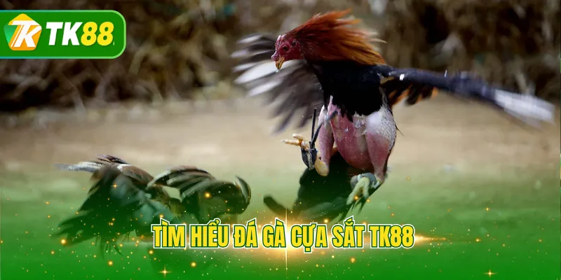 Tìm hiểu đá gà cựa sắt TK88