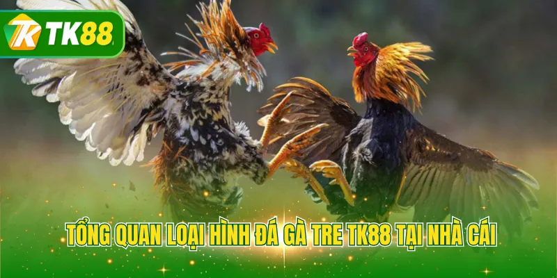 Tổng quan loại hình đá gà tre TK88 tại nhà cái